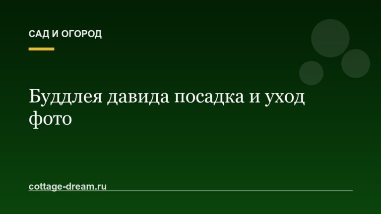 Буддлея давида посадка и уход фото