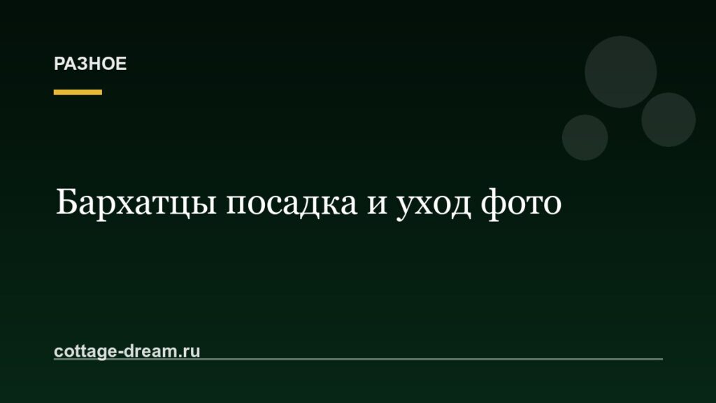 Бархатцы посадка и уход фото