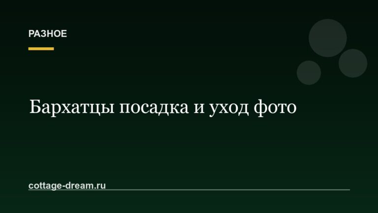 Бархатцы посадка и уход фото