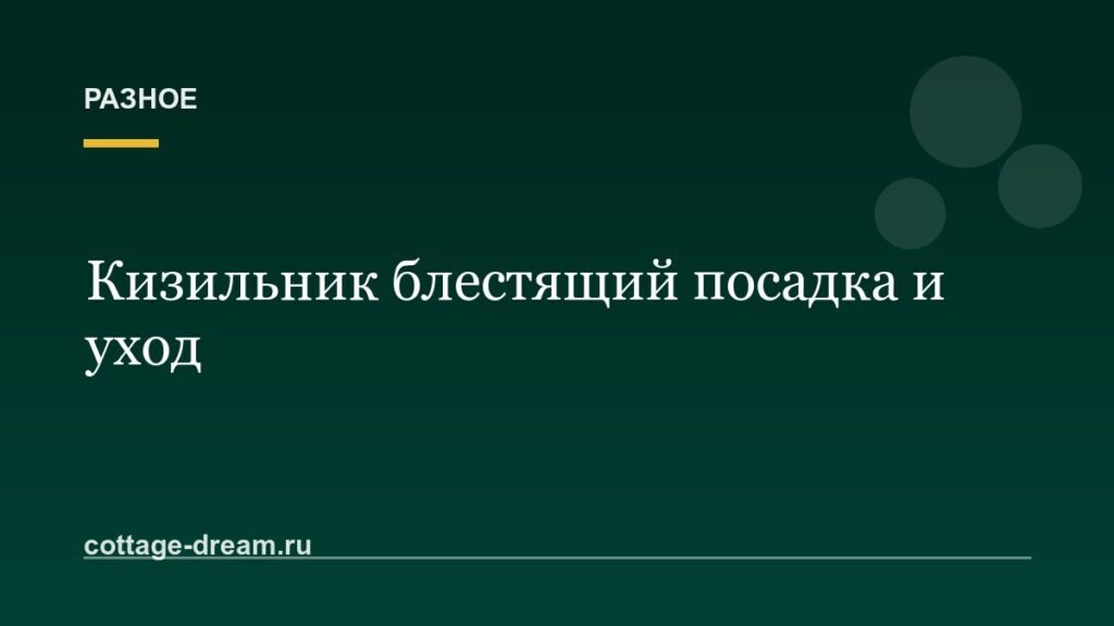 Кизильник блестящий посадка и уход: фото и видео