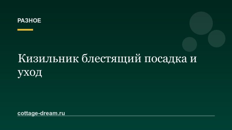 Кизильник блестящий посадка и уход: фото и видео