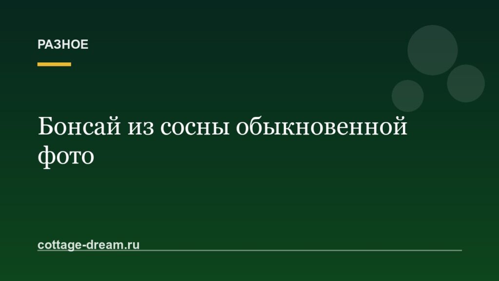 Бонсай из сосны обыкновенной фото