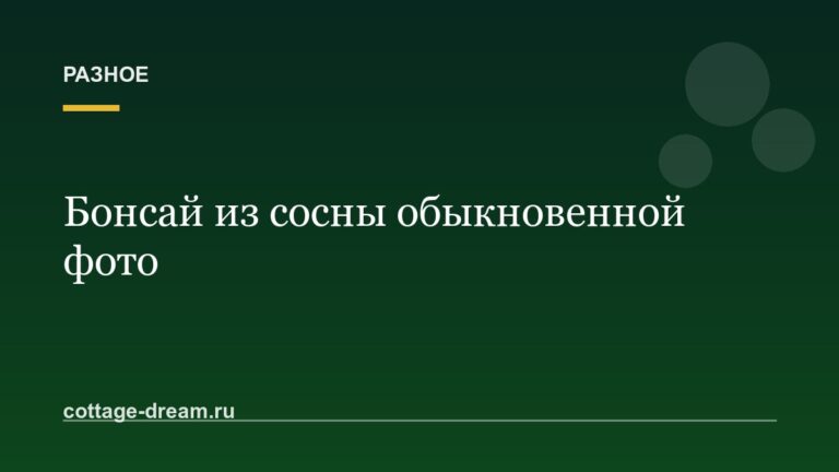Бонсай из сосны обыкновенной фото