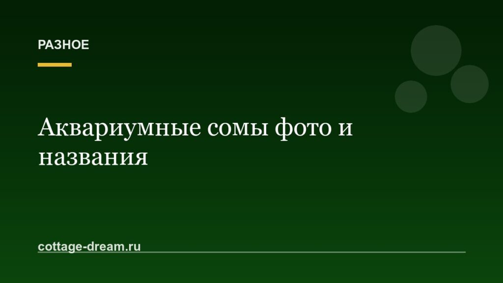 Аквариумные сомы фото и названия