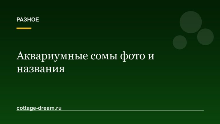 Аквариумные сомы фото и названия