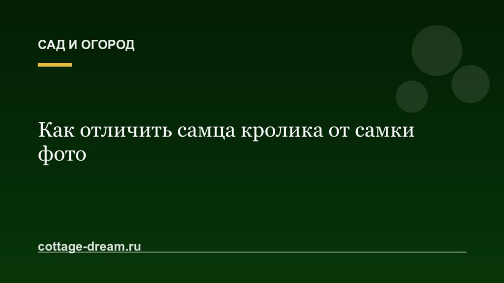 Как отличить самца кролика от самки фото