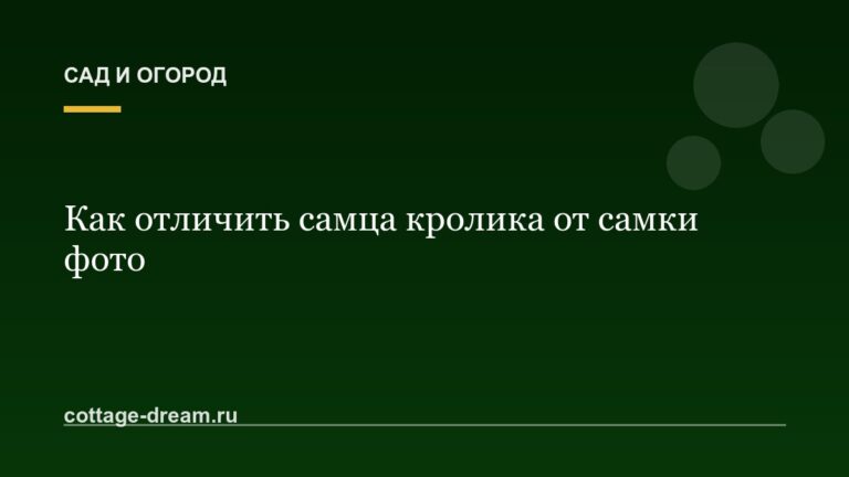 Как отличить самца кролика от самки фото