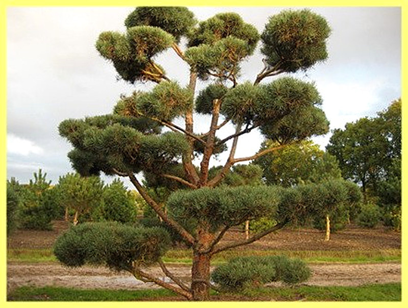 Бонсай из сосны обыкновенной фото