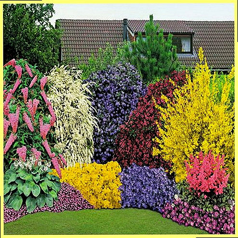 Будлея в ландшафтном дизайне фото