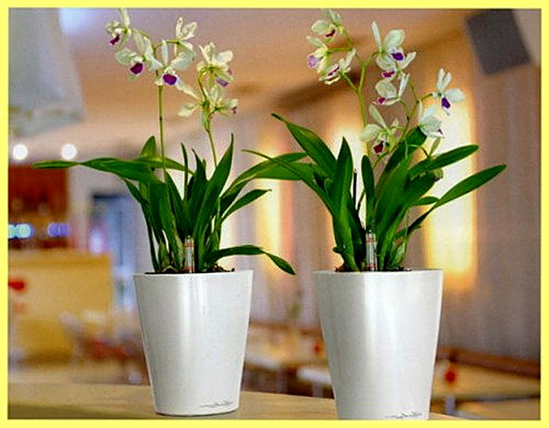 Горшки с автополивом lechuza купить