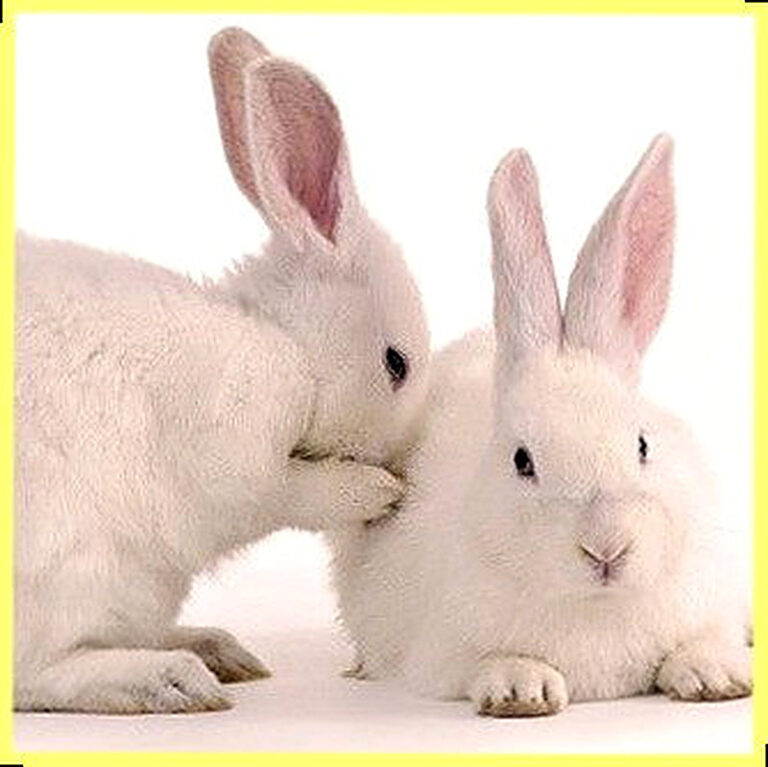 Как отличить самца кролика от самки фото