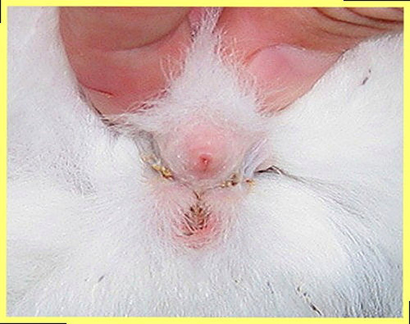 Как отличить самца от самки кролика