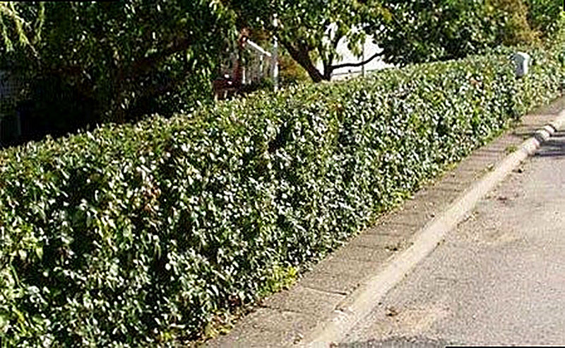 Кизильник блестящий посадка и уход