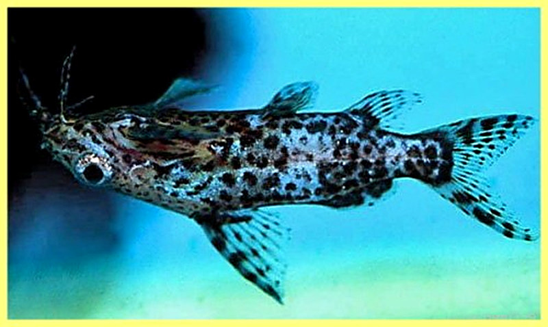 Сом Перевёртыш фото