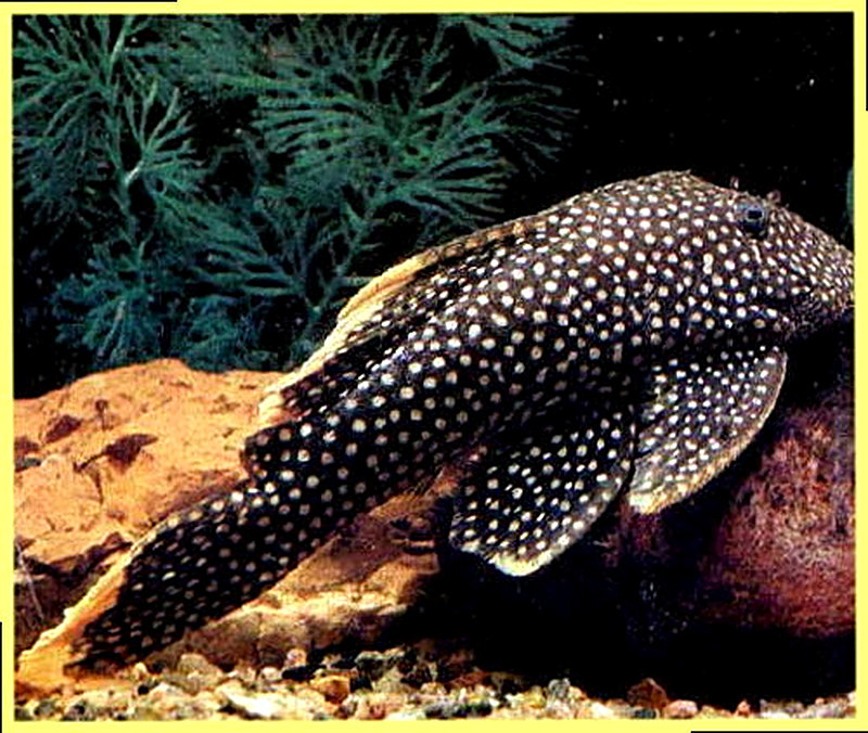 Звездчатый анциструс фото