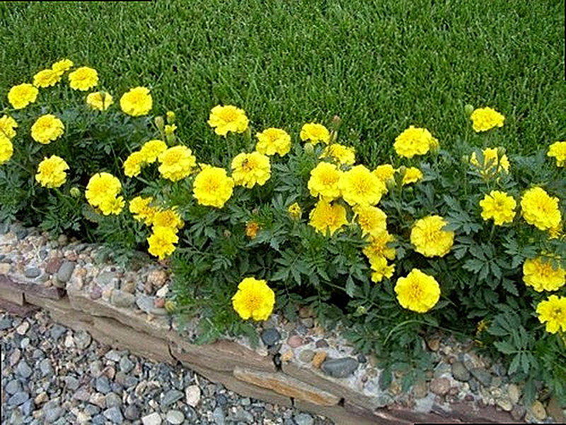 Выращивание бархатцев и уход за ними
