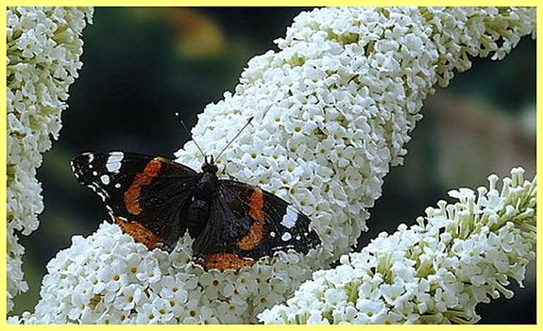 Буддлея давида выращивание из семян