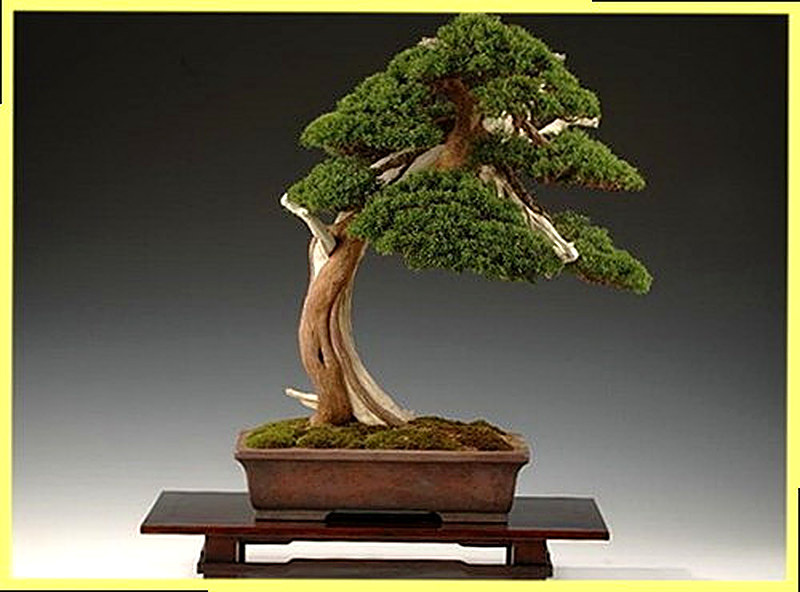 Уход за бонсай из сосны
