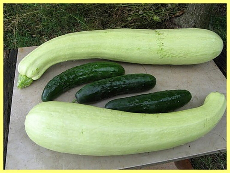 Можно ли сажать огурцы рядом с кабачками