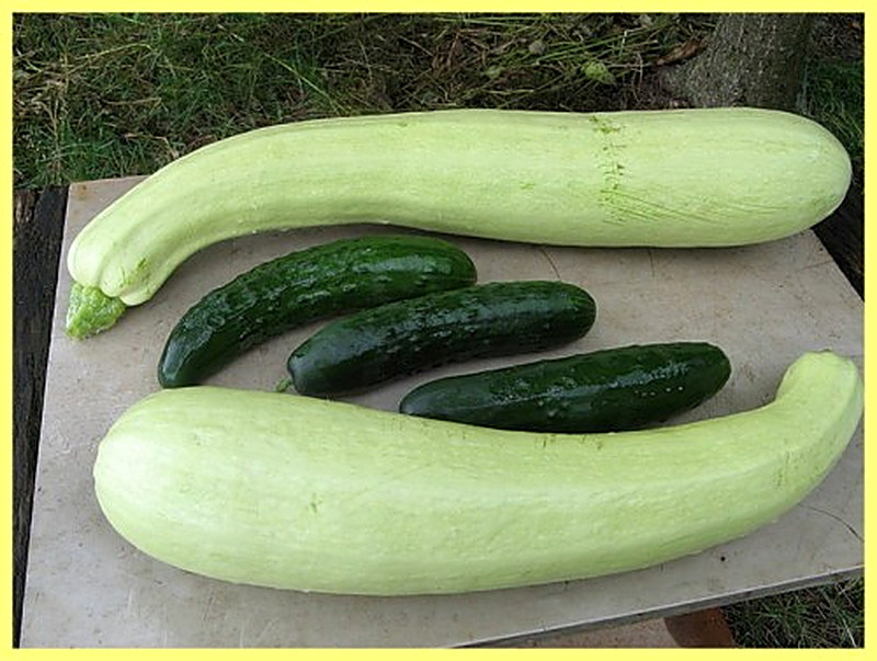 Можно ли сажать огурцы рядом с кабачками