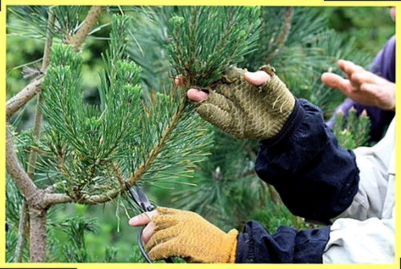 Как обрезать сосну для бансай