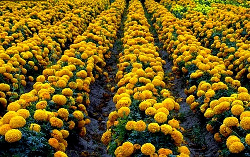 Бархатцы описание растения