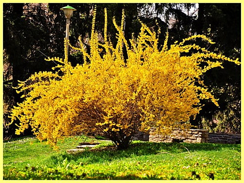 Форзиция посадка и уход фото