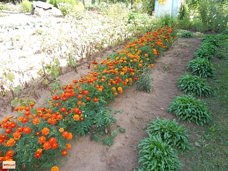 Бархатцы посадка и уход фото