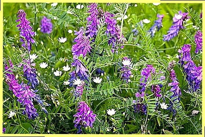 Люцерна посевная когда сеять