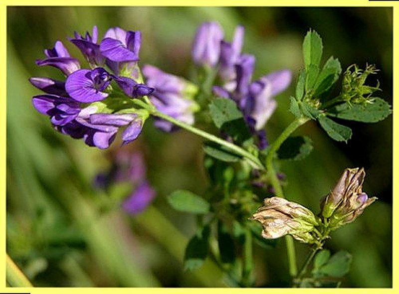 Люцерна посевная применение