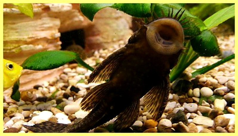 Сом прилипала фото