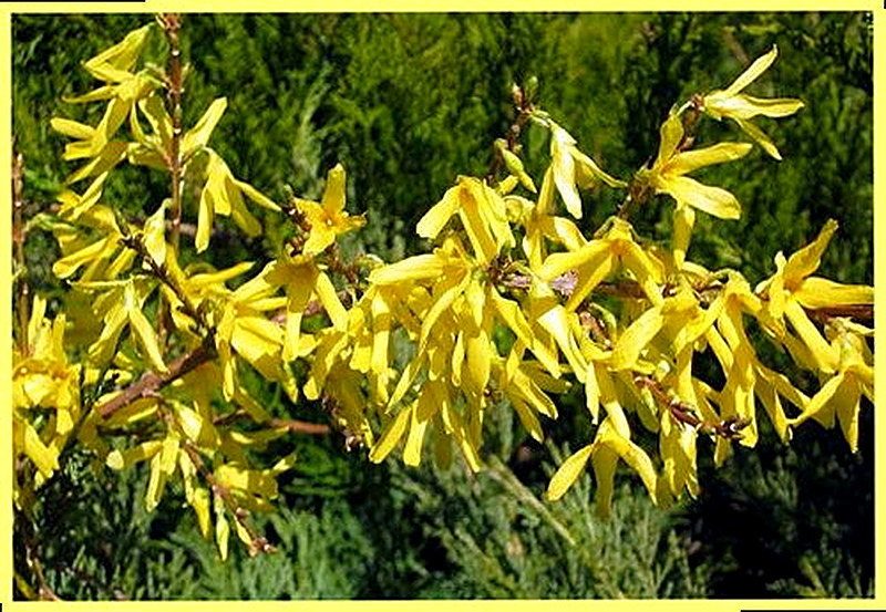 форзиция промежуточная фото