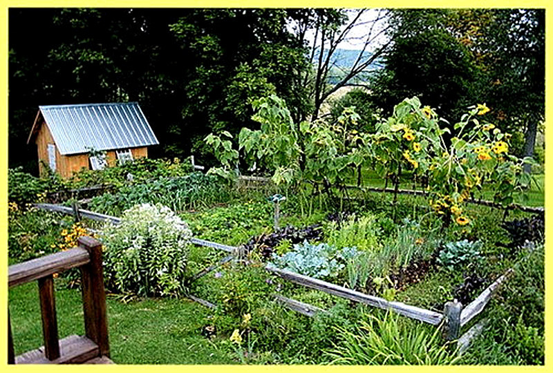 Соседство с огурцами на грядке