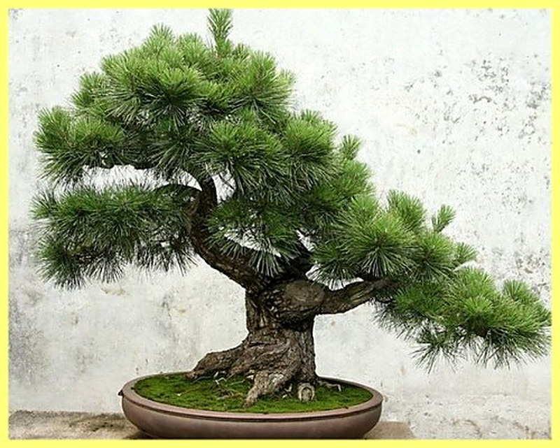 Как сделать бонсай из сосны