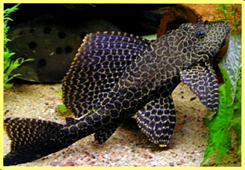 Парчовый сом фото