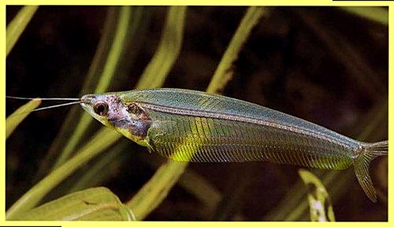 Стеклянный сом фото