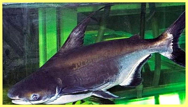 Акулий сом фото