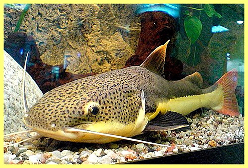 Аквариумные сомы фото и названия