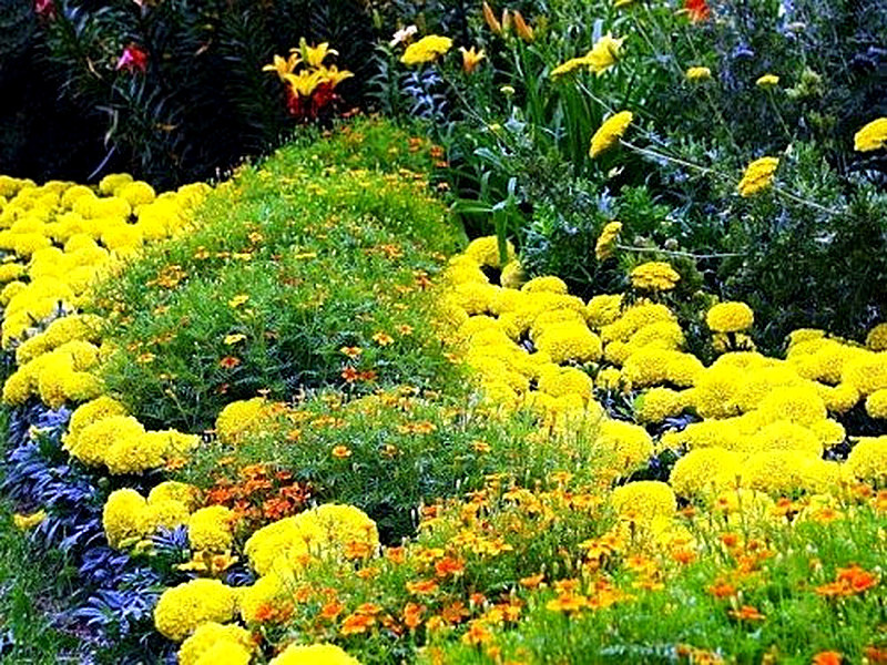 Бархатцы сорта фото