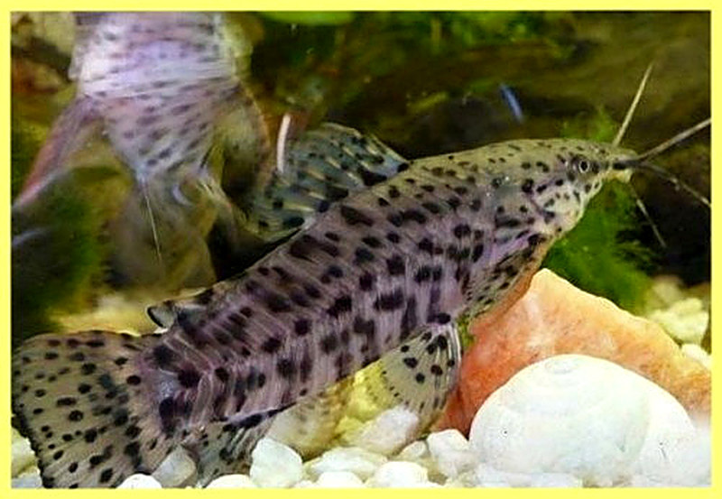 Сом таракатум фото