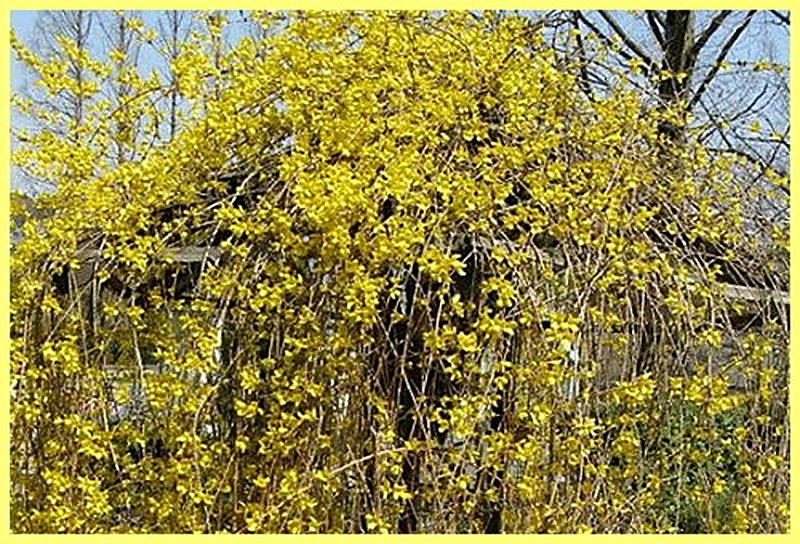 свисающая форзиция фото