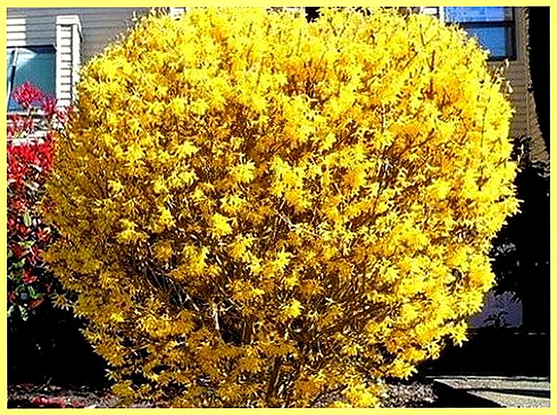 форзиция яйцевидная фото