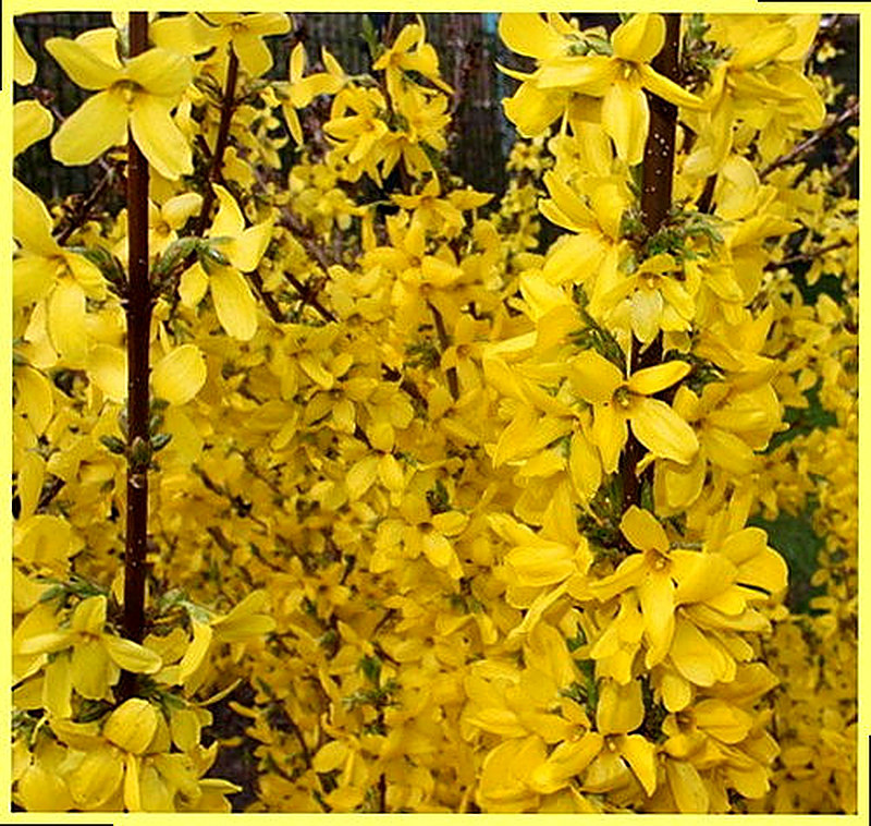 Форзиция фото и описание