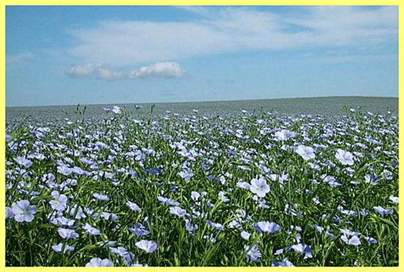 Обработка почвы под лен долгунец