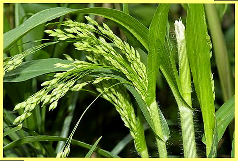 Обработка почвы под просо