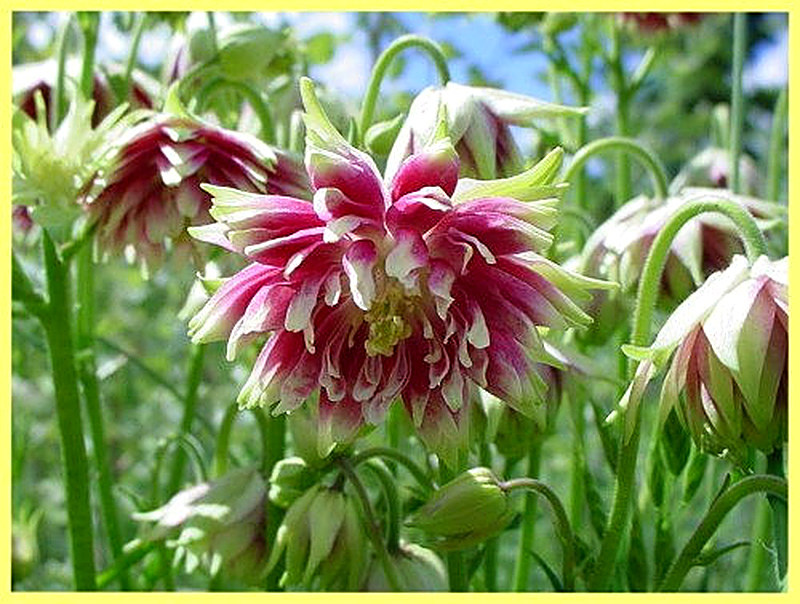 Аквилегия нора барлоу фото