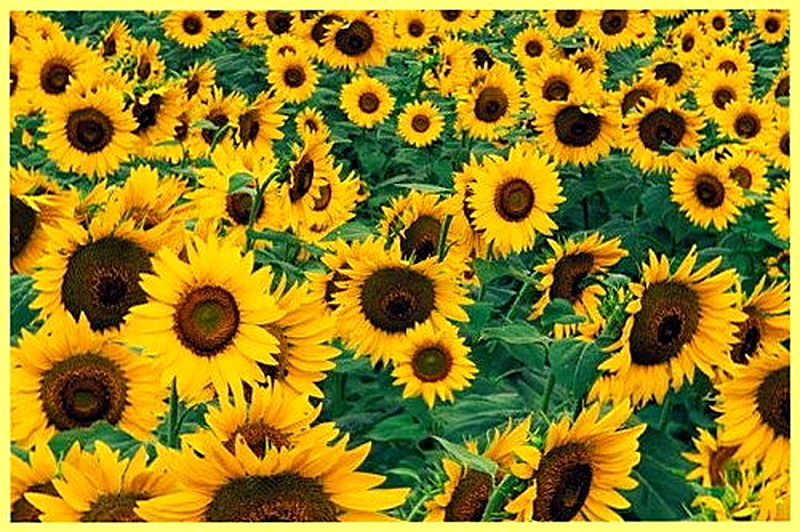 Обработка почвы под подсолнечник