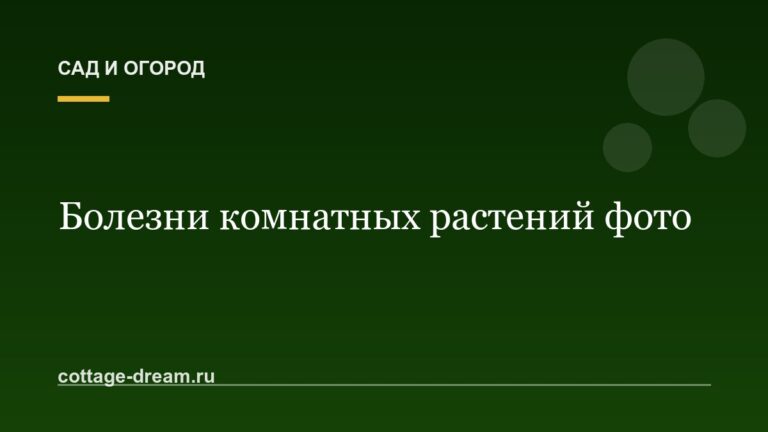 Болезни комнатных растений фото: меры борьбы