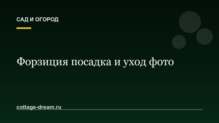 Форзиция посадка и уход фото