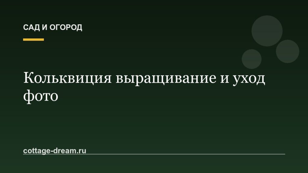 Кольквиция выращивание и уход фото